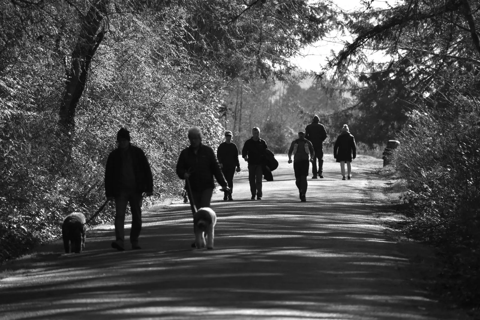 How Much Walking Does Your Dog Need?